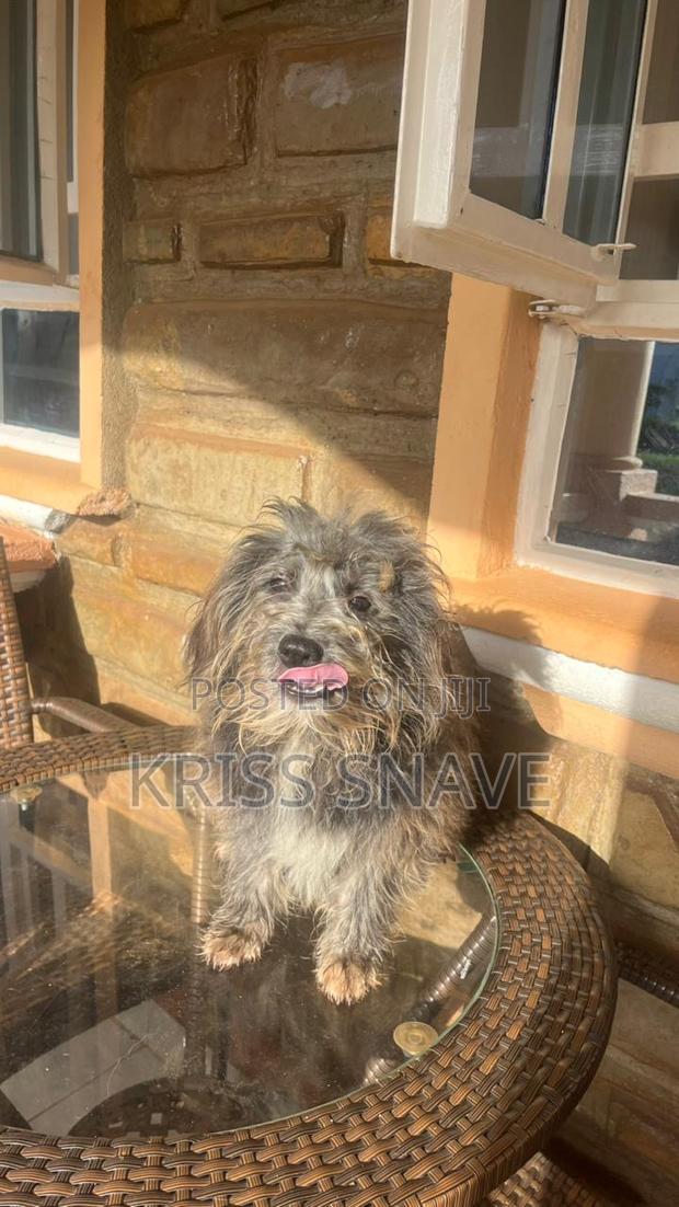 3-6 months Female Purebred Maltese - thumbnail 2