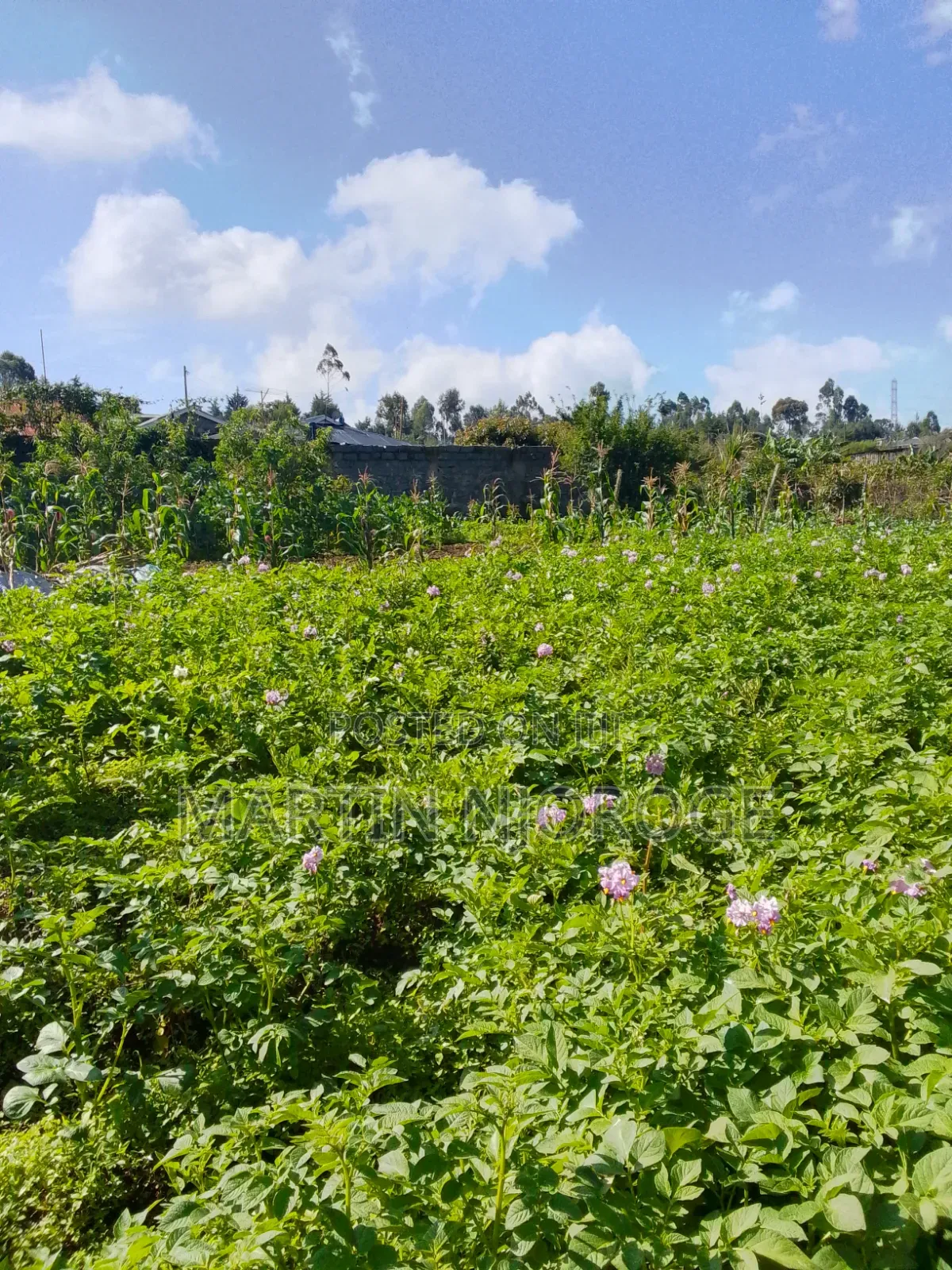2 Acres Githirioni