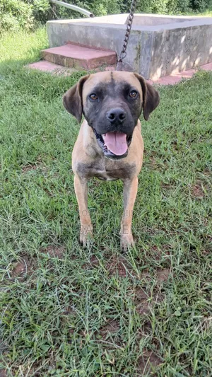 3-6 months Female Purebred Boerboel