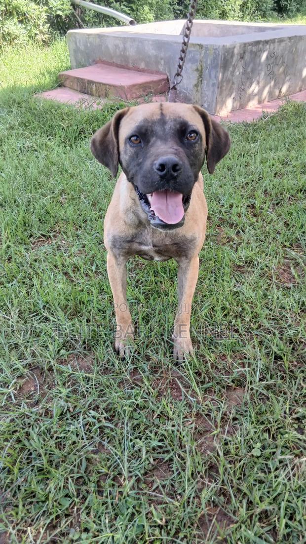 3-6 months Female Purebred Boerboel