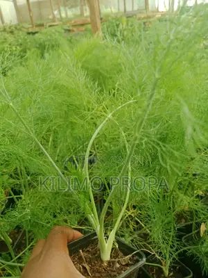 Herbs Seedlings.