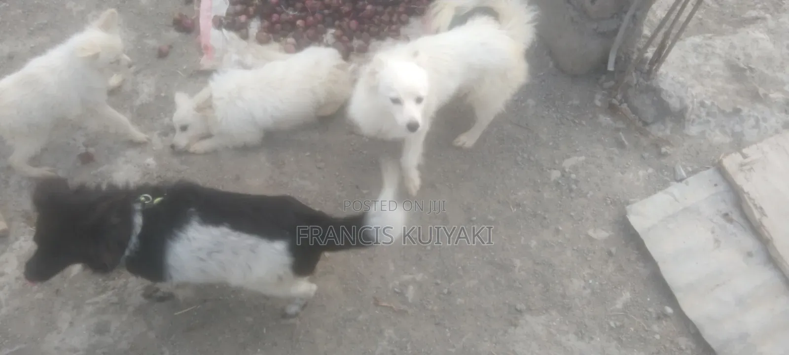 1-3 months Male Purebred Japanese Spitz