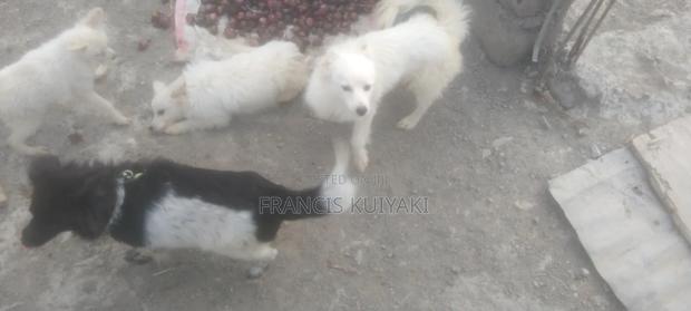 1-3 months Male Purebred Japanese Spitz - main view
