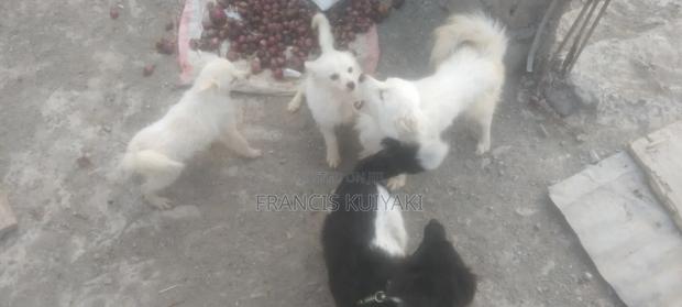 1-3 months Male Purebred Japanese Spitz - thumbnail 2