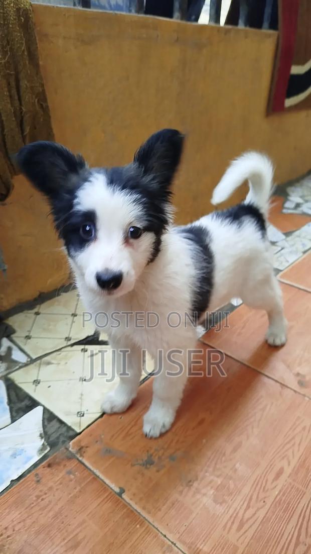 1-3 months Female Mixed Breed Papillon