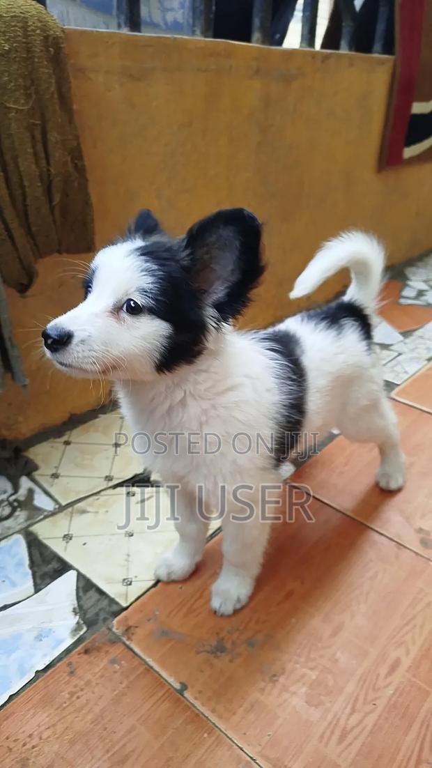 1-3 months Female Mixed Breed Papillon - thumbnail 2