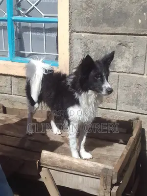 6-12 months Male Purebred Japanese Spitz