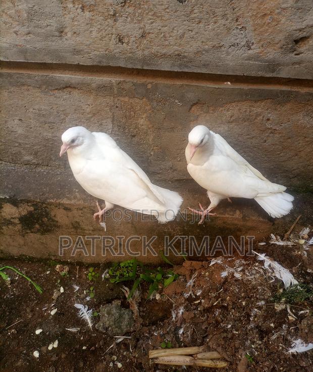 Pigeon Pure White