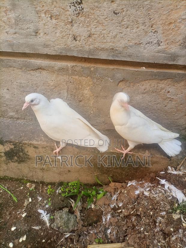 Pigeon Pure White - thumbnail 2