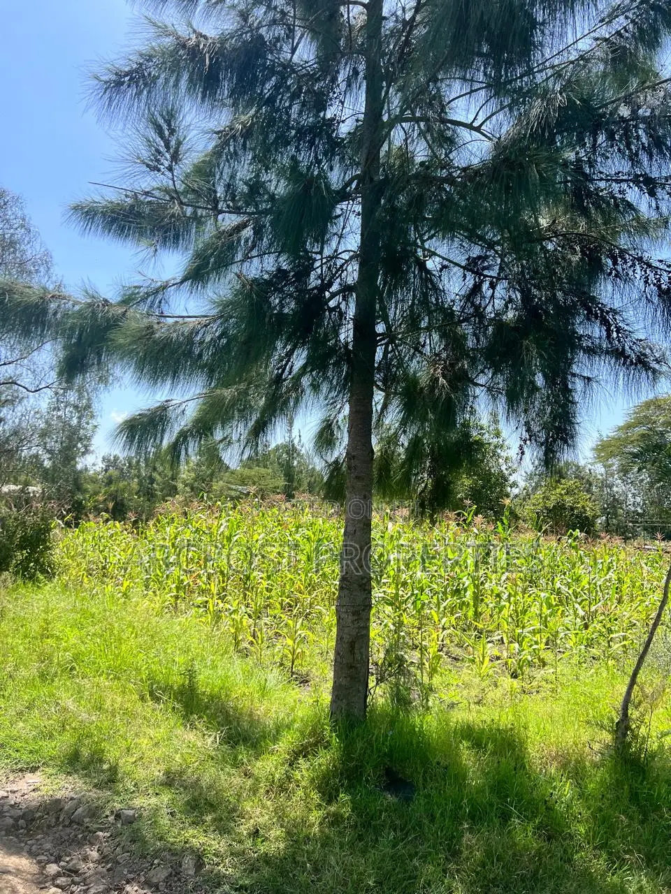 Prime 50x100 Plots for Sale in Kandisi Near Rimpa Kandisi Road