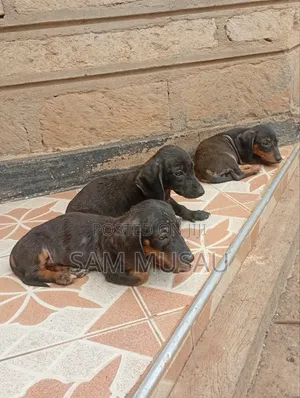 1-3 months Male Purebred Dachshund