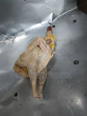 Live and Slaughtered Chicken