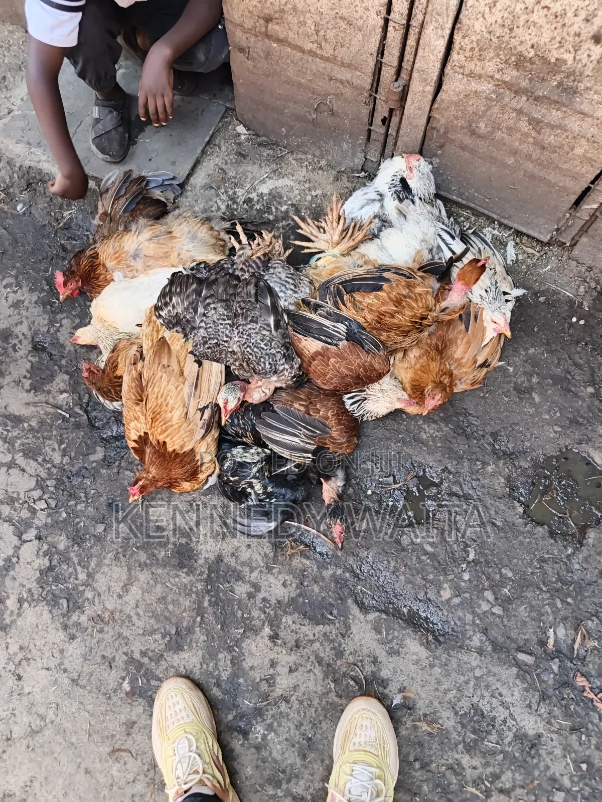 Live and Slaughtered Chicken