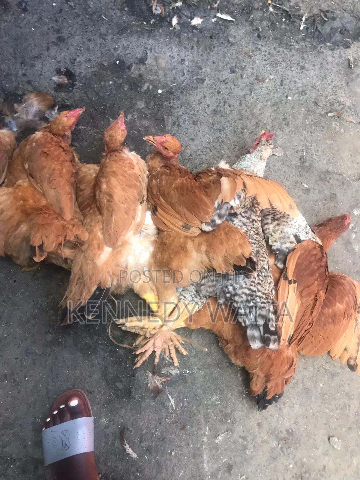 Live and Slaughtered Chicken