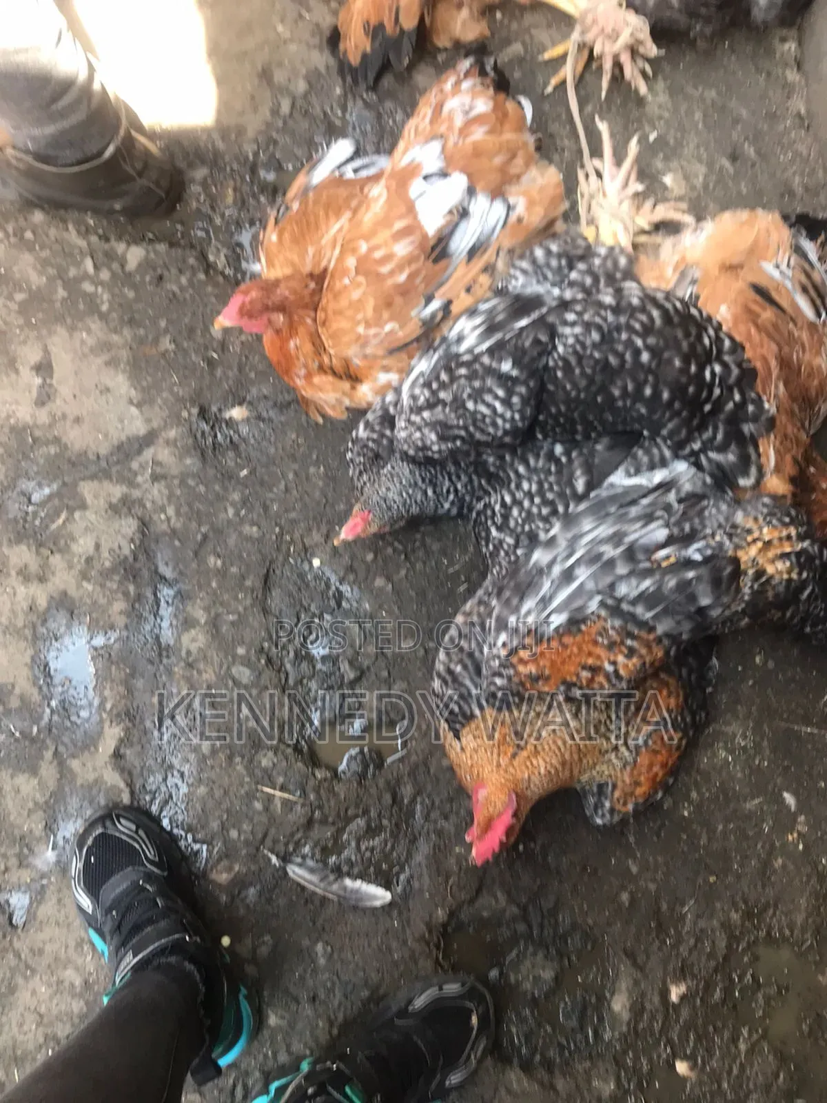 Live and Slaughtered Chicken