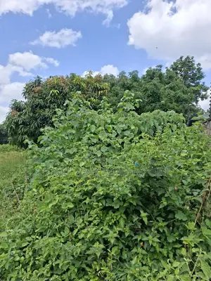1 Acre Land for Sale in Langata