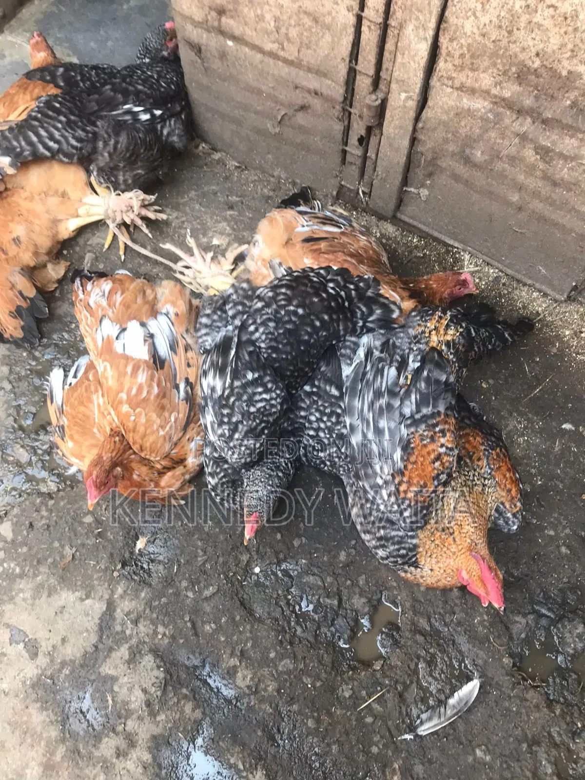 Live and Slaughtered Chicken