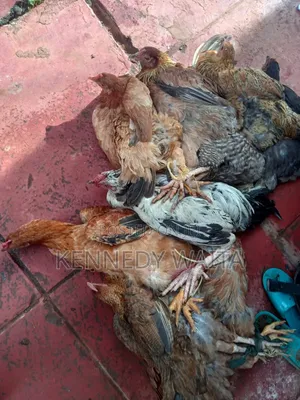 Live and Slaughtered Chicken