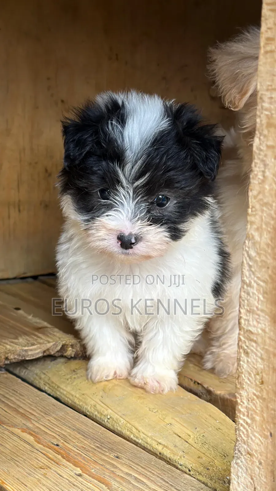 1-3 months Male Purebred Havanese