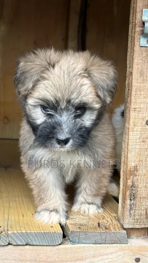 1-3 months Male Purebred Havanese