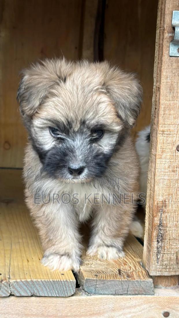 1-3 months Male Purebred Havanese