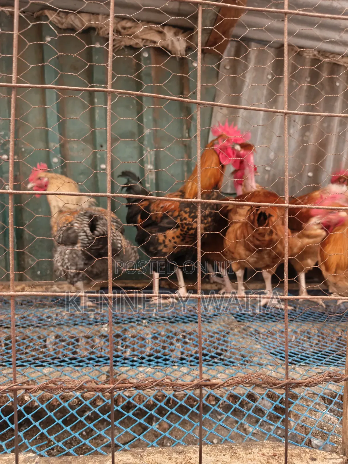 Live and Slaughtered Chicken