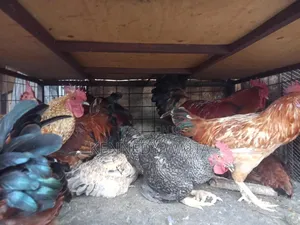Live and Slaughtered Chicken