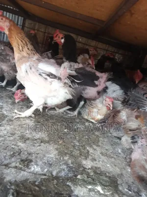 Live and Slaughtered Chicken