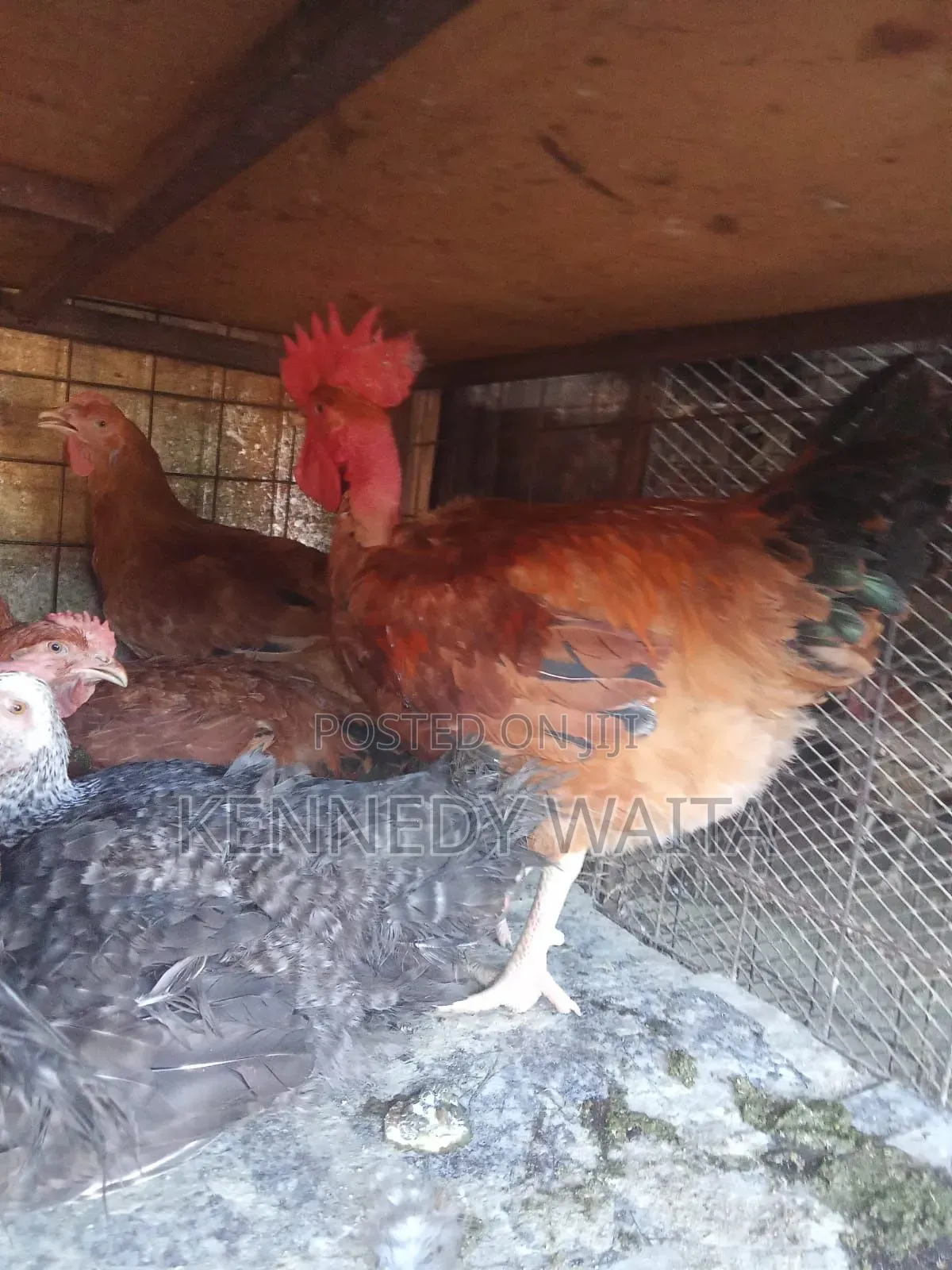 Live and Slaughtered Chicken