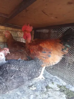 Live and Slaughtered Chicken