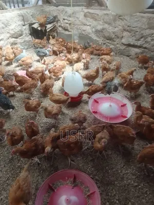 Chicks for Sale