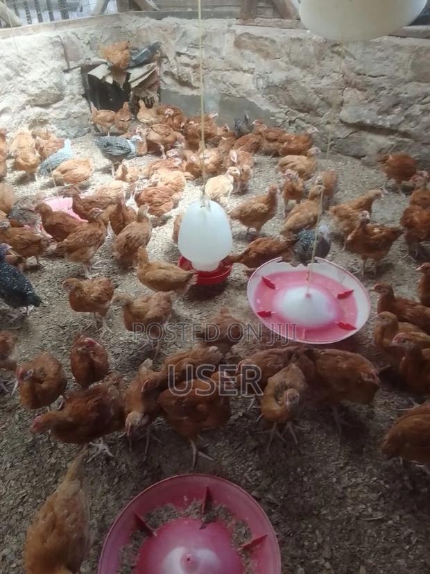 Chicks for Sale