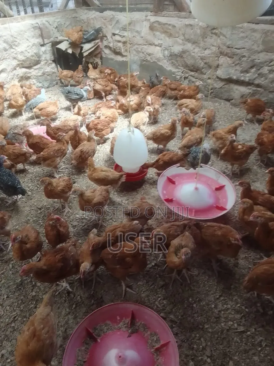 Chicks for Sale