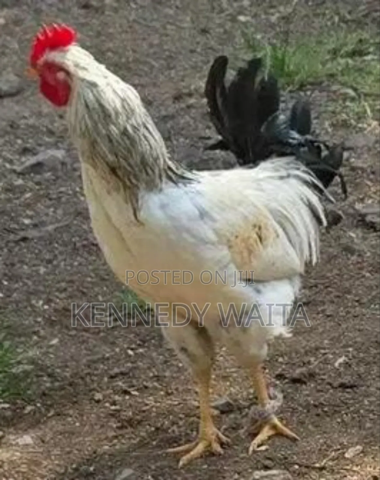 Live and Slaughtered Chicken