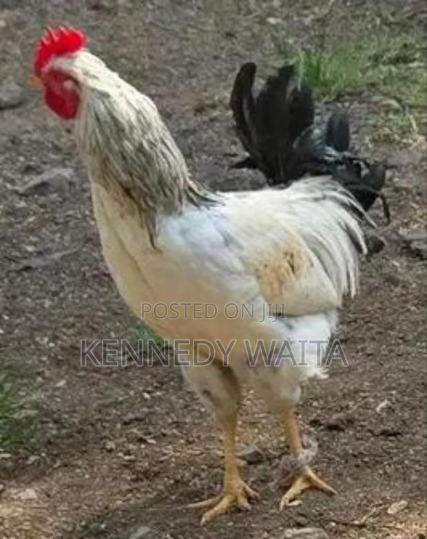 Live and Slaughtered Chicken