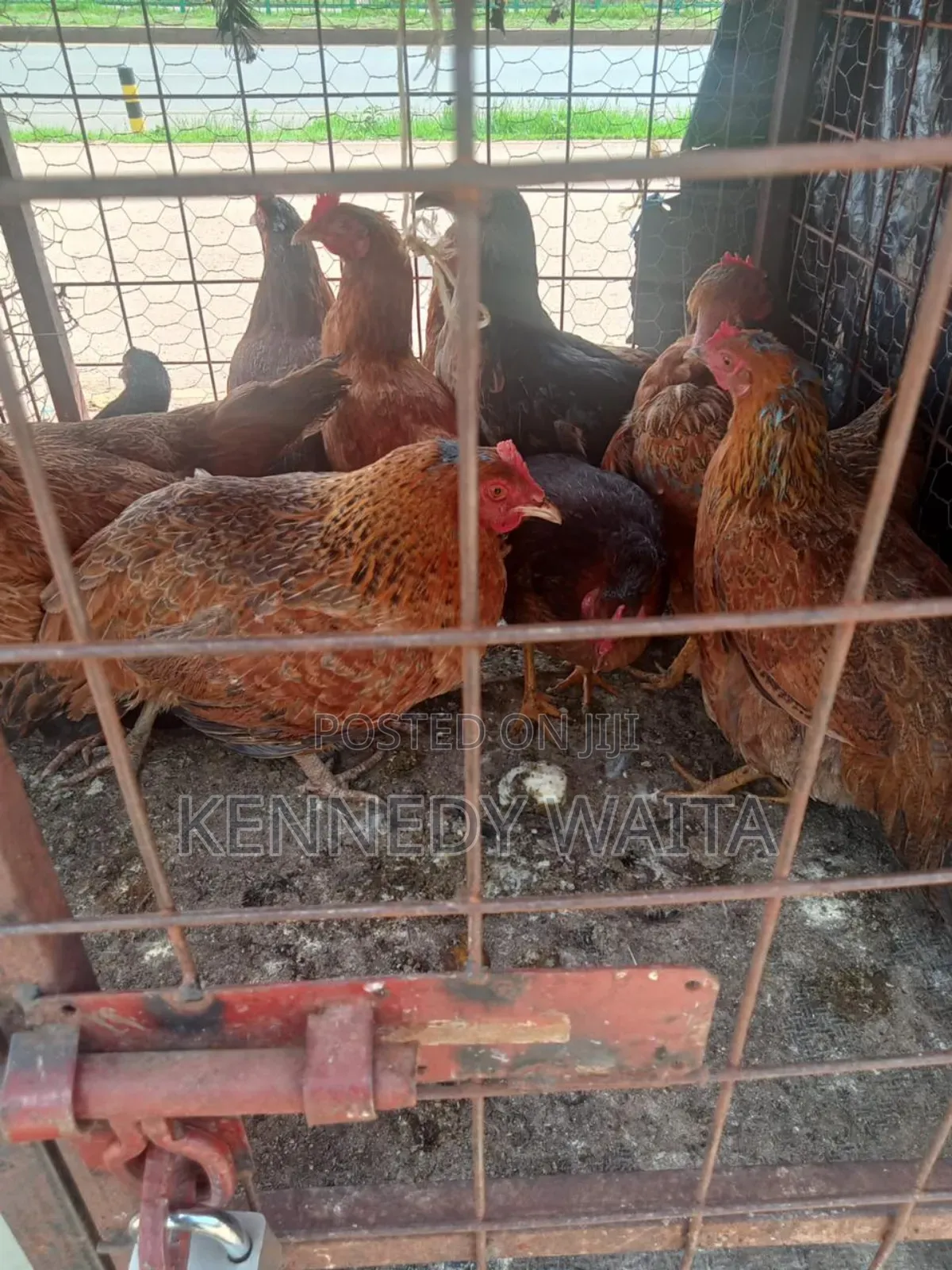 Live and Slaughtered Chicken