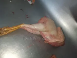Live and Slaughtered Chicken