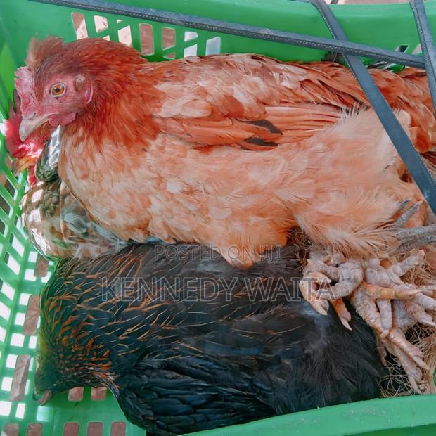 Live and Slaughtered Chicken - thumbnail 4