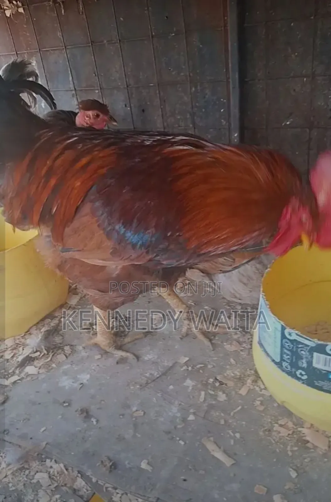Live and Slaughtered Chicken
