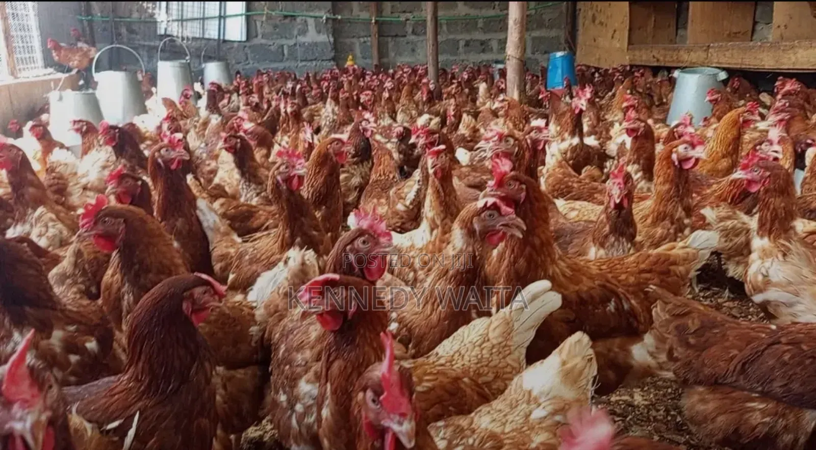 Live and Slaughtered Chicken