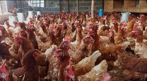 Live and Slaughtered Chicken