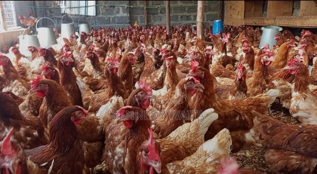 Live and Slaughtered Chicken