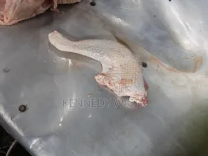Live and Slaughtered Chicken