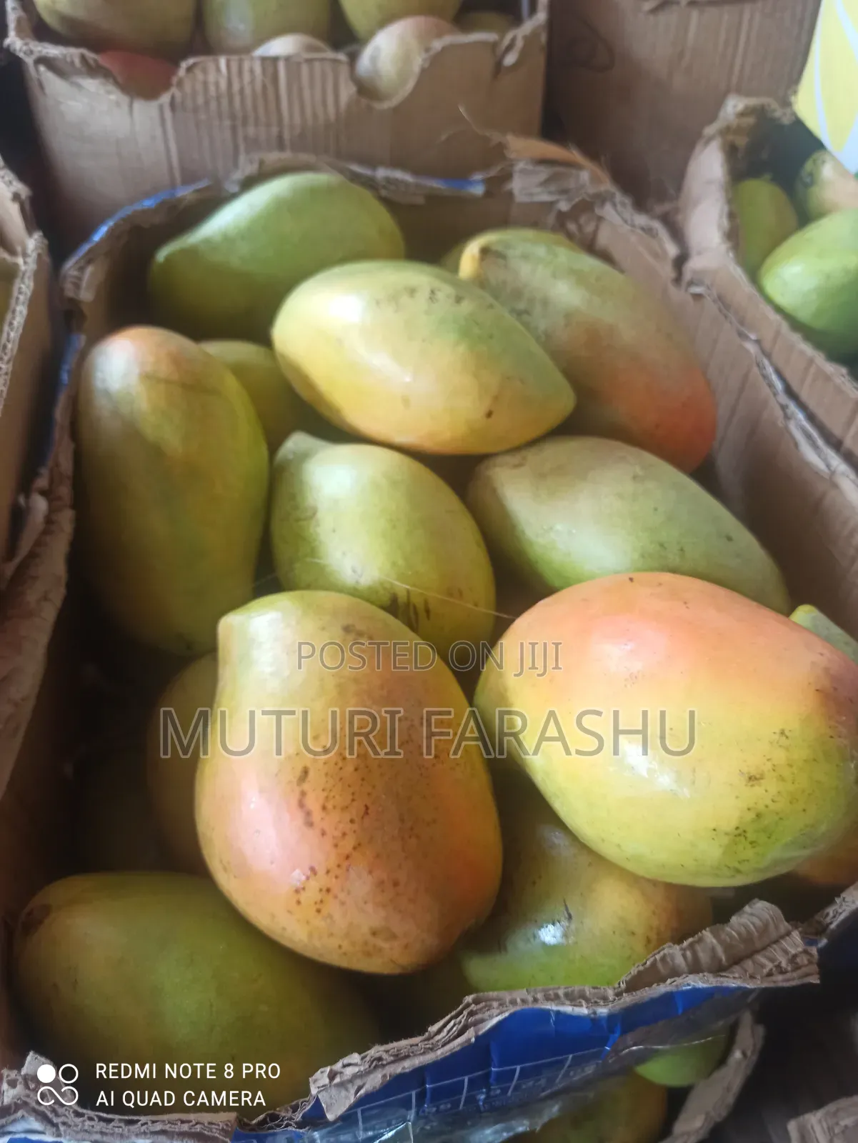 Mangoes (Apple, Ngoe, Tommy Vandike)