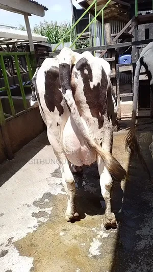 Holstein Friesian Dairy Cow