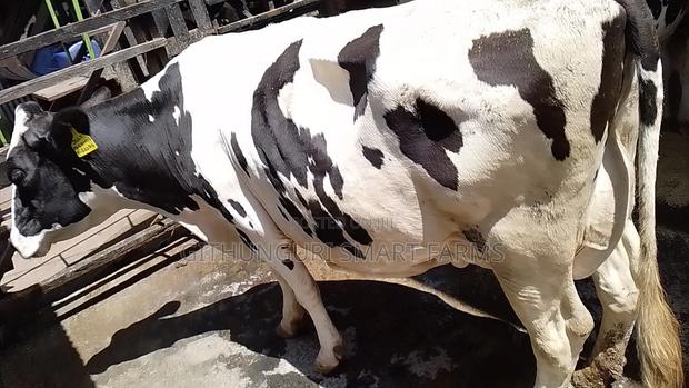 Holstein Friesian Dairy Cow - thumbnail 3