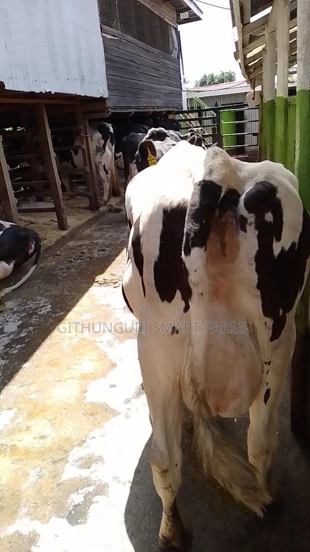 Holstein Friesian Dairy Cow - thumbnail 4