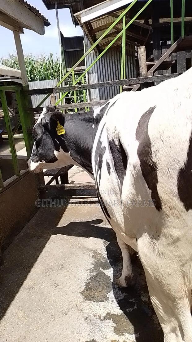 Holstein Friesian Dairy Cow - thumbnail 5