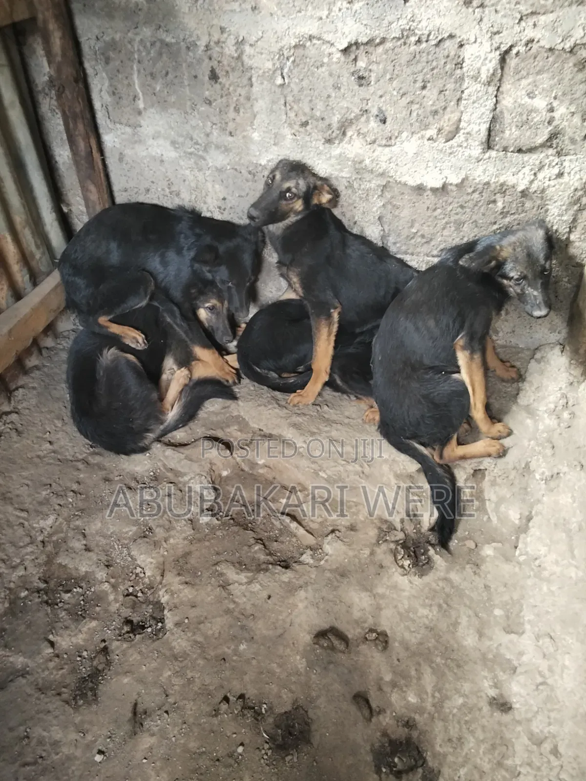 3-6 months Male Mixed Breed German Shepherd