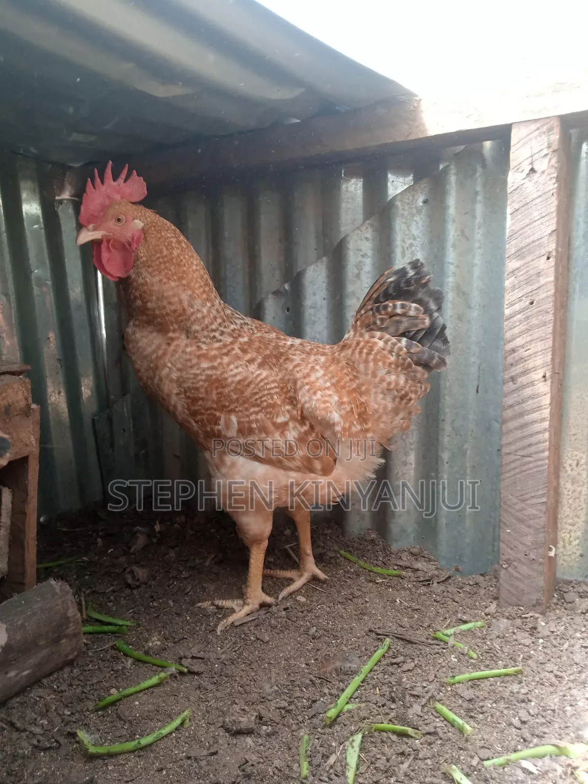 Farm Animals
